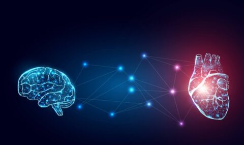 Conexión entre cerebro y corazón: La ciencia revela su impacto en la salud